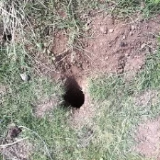 Ground squirrel hole by 1stresponsewildlife.com