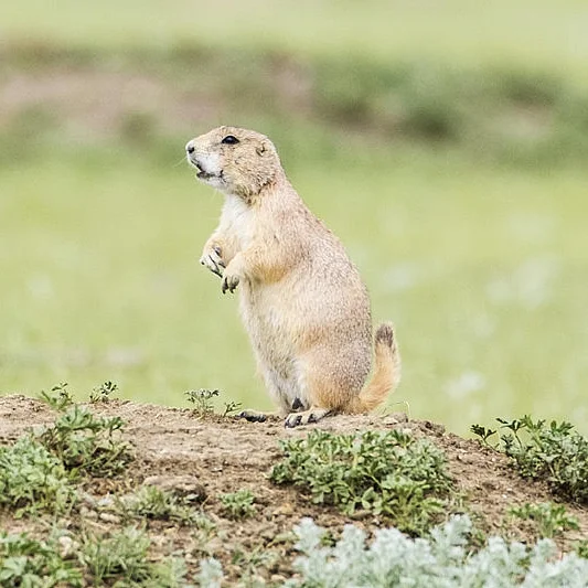 Black-tailed prairie dog by Gerald Romanchuk 