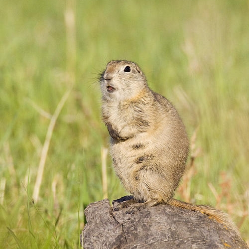 Fun Facts: Gopher or Squirrel? — Edmonton & Area Land Trust