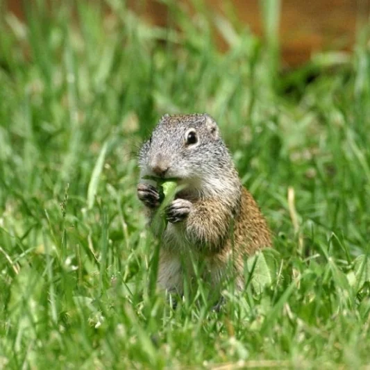 Franklin's ground squirrel ( Poliocitellus franklinii ). Photo by Gerald Romanchuk