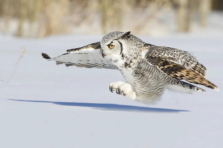 Great Horned Owl by Gerald Romanchuk