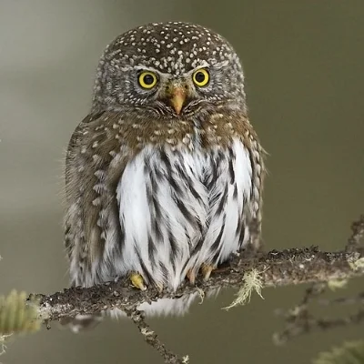 Northern Pygmy Owl by Gerald Romanchuk