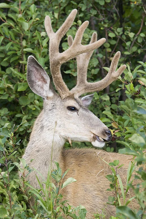 Mule Deer with velvet covered antlers. Photo by Gerald Romanchuk