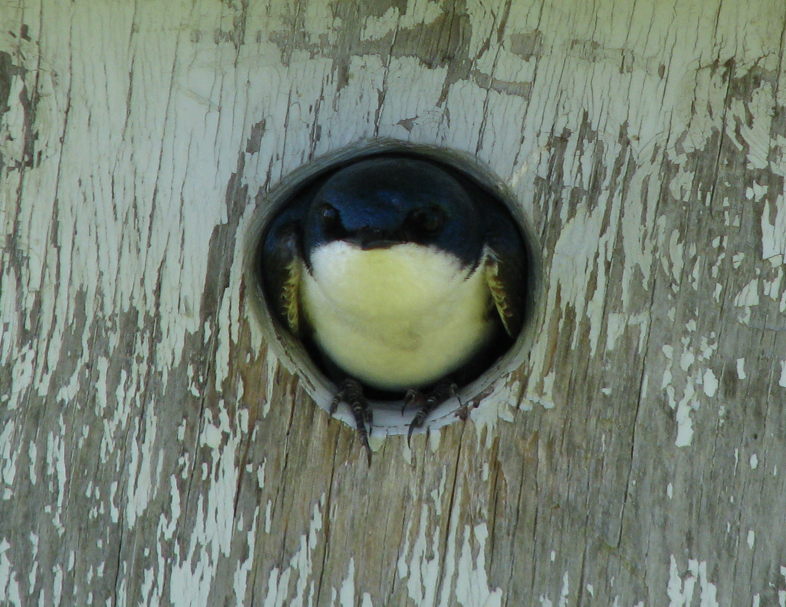 Tree swallow