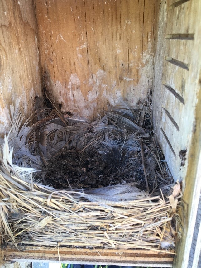 Tree swallow nest