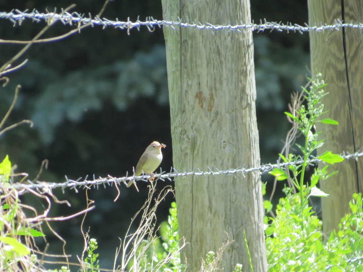 House wren