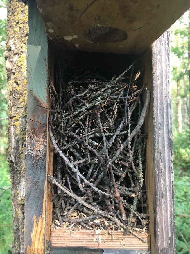 House wren nest