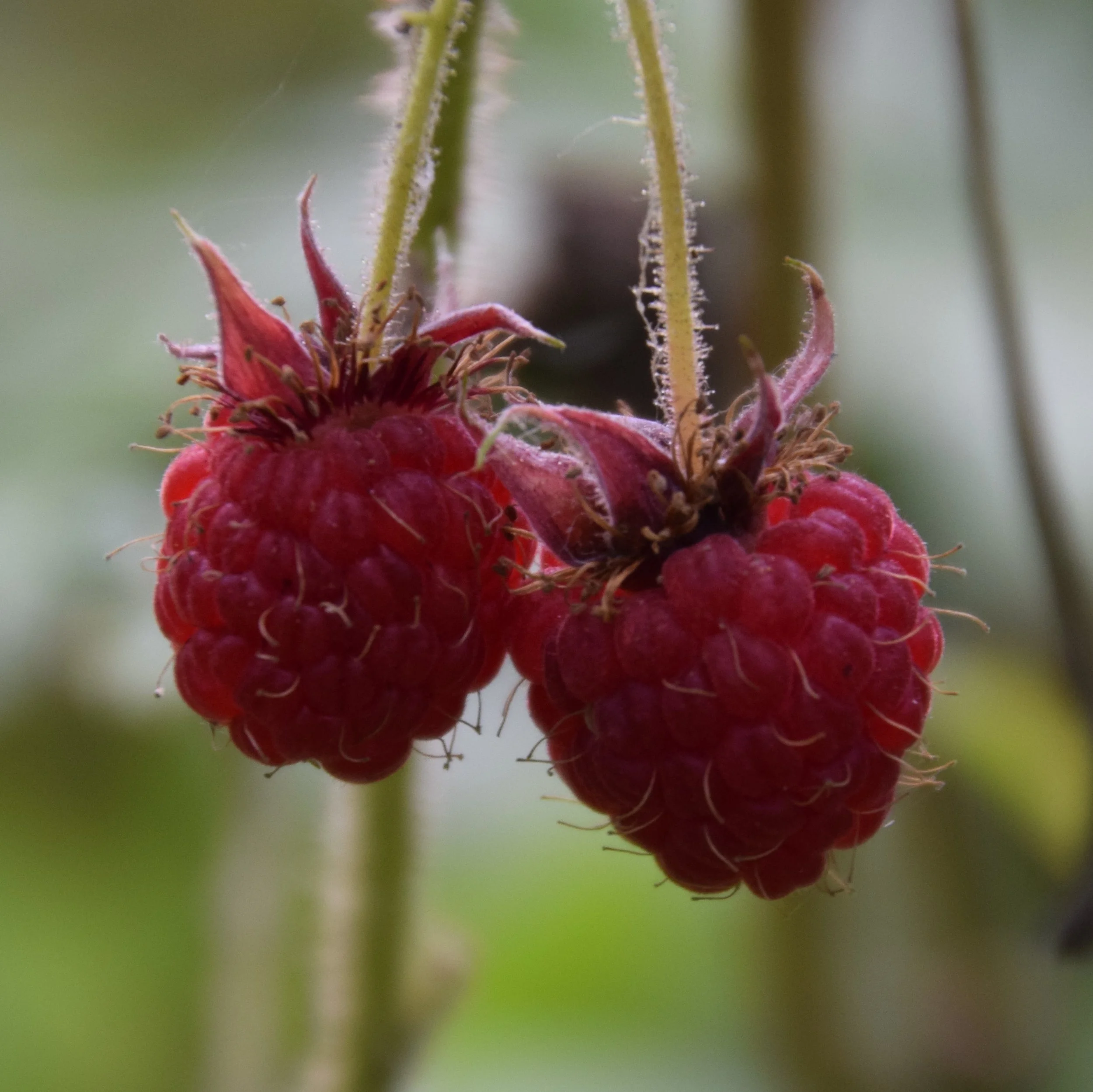 DSC_0010-1.jpg