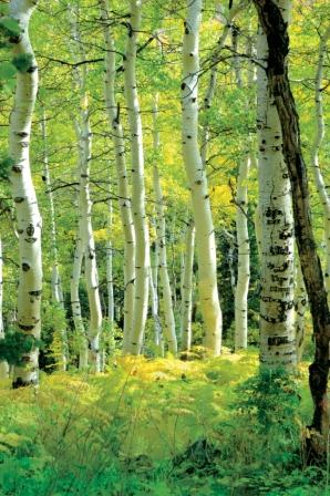 National Tree Day at Rundle Park