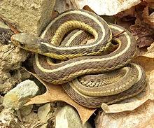 Image from: https://en.wikipedia.org/wiki/Garter_snake