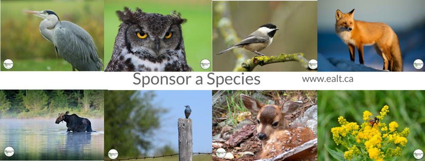 Sponsor a Species ealt.ca (1).png