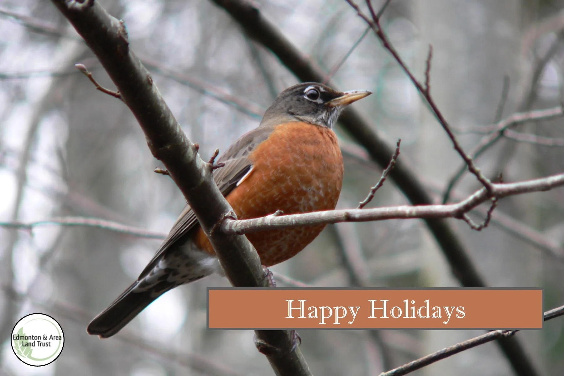 Happy Holidays Robin.jpg