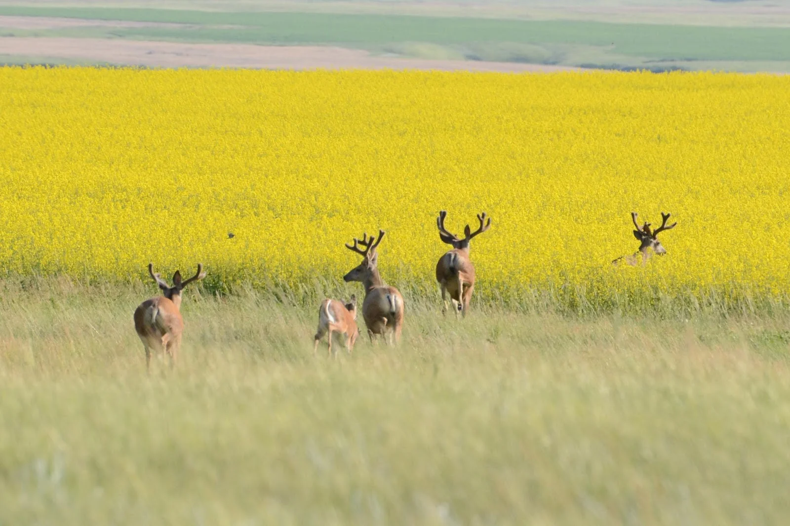 Deer in canola field Photo By: Glenn Eckert