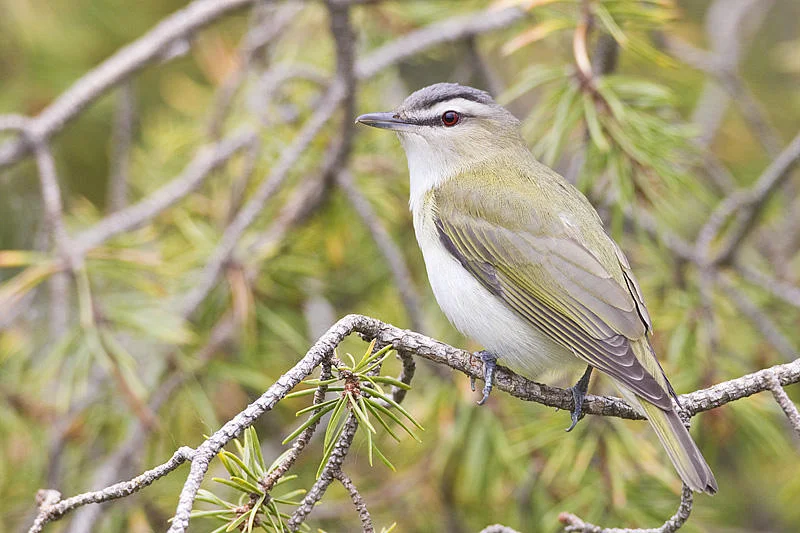 Red-eyed Vireo Photo: Gerald Romanchuk