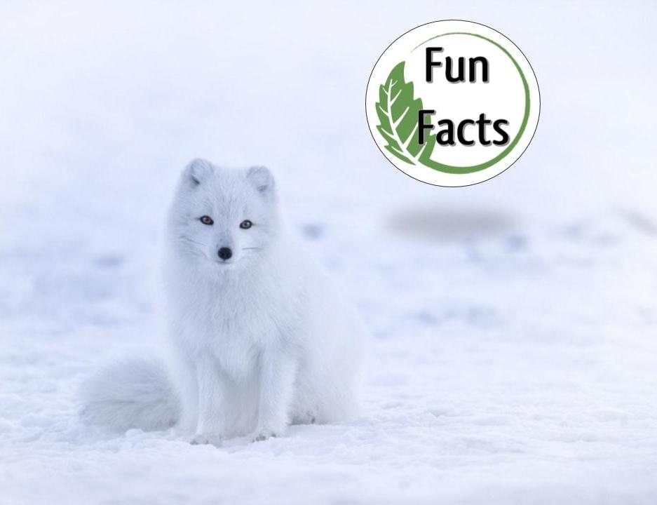 Fun Facts: Colour Changing Animals — Edmonton & Area Land Trust