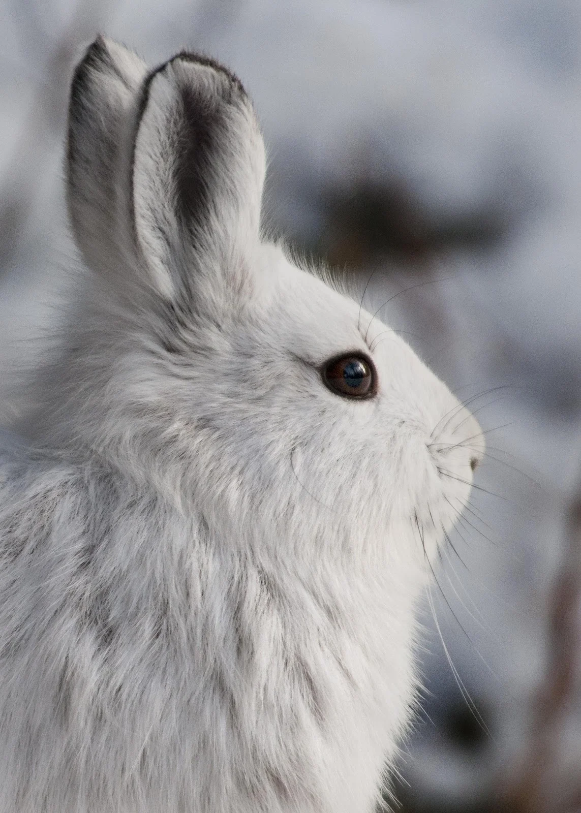 White Snowshoe Hare By Denali National Park and Preserve - Snowshoe HareUploaded by AlbertHerring, Public Domain, https://commons.wikimedia.org/w/index.php?curid=29613781