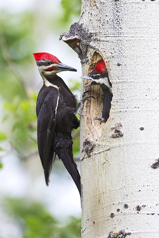 Pileated woodpecker (Gerald Romanchuk)