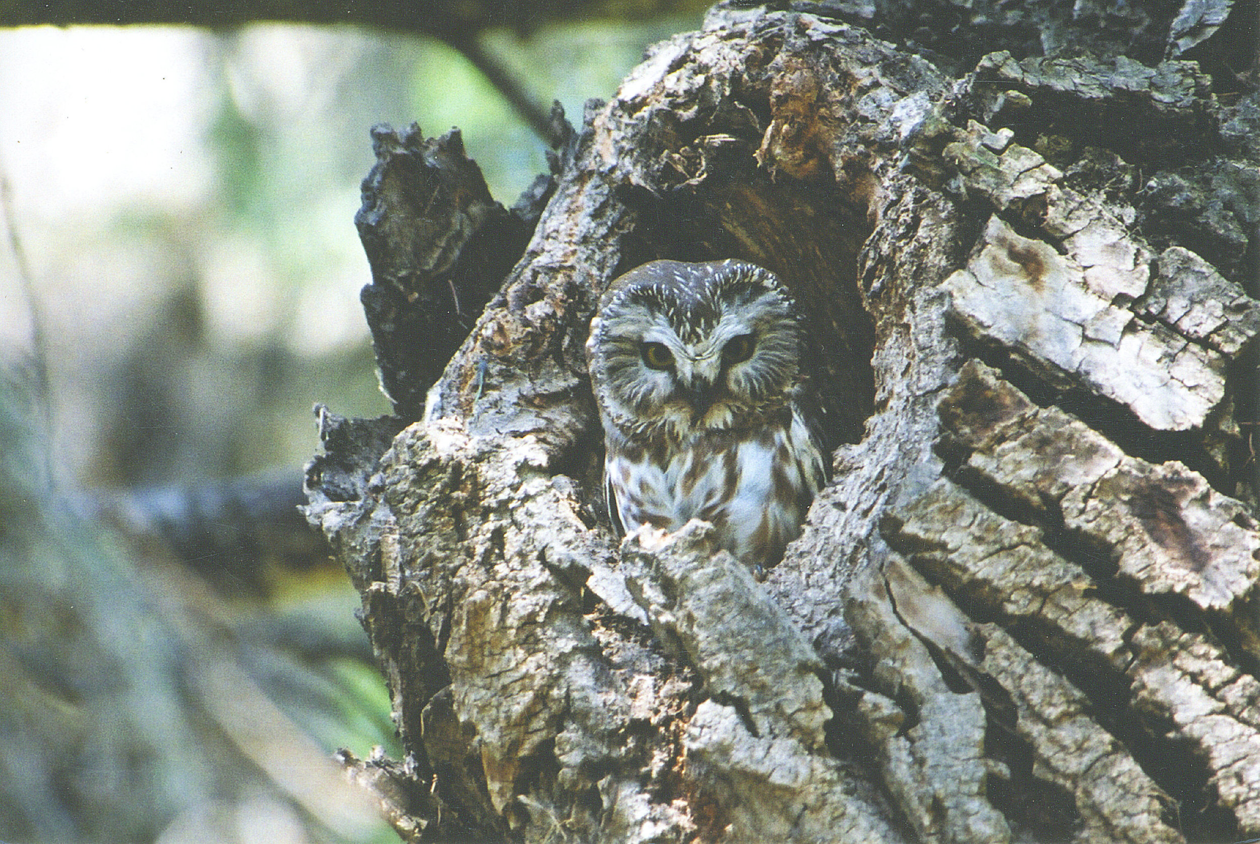 Saw whet owl (Betty Fisher)