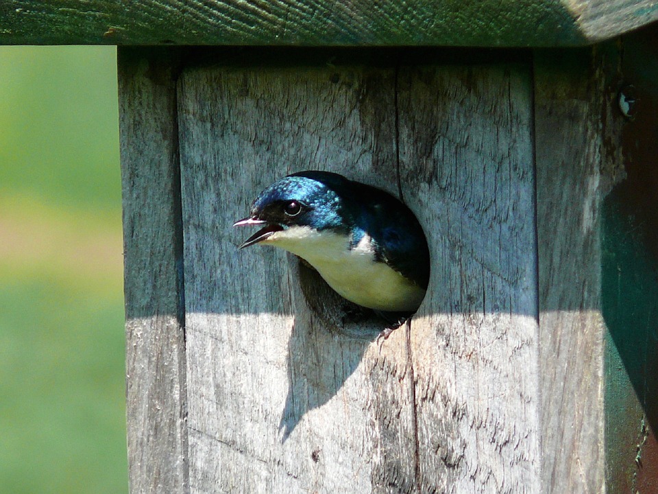 Tree Swallow nest.jpg