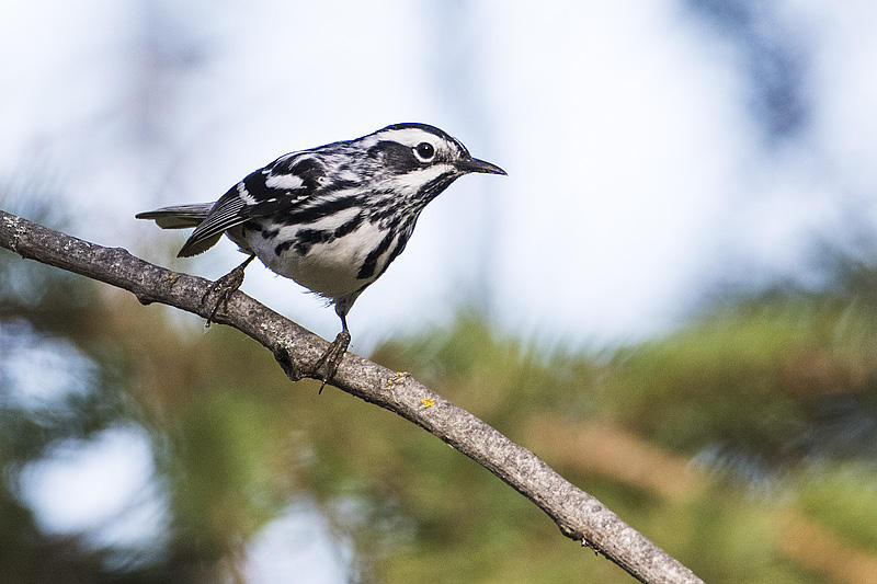 Black-and-White Warbler