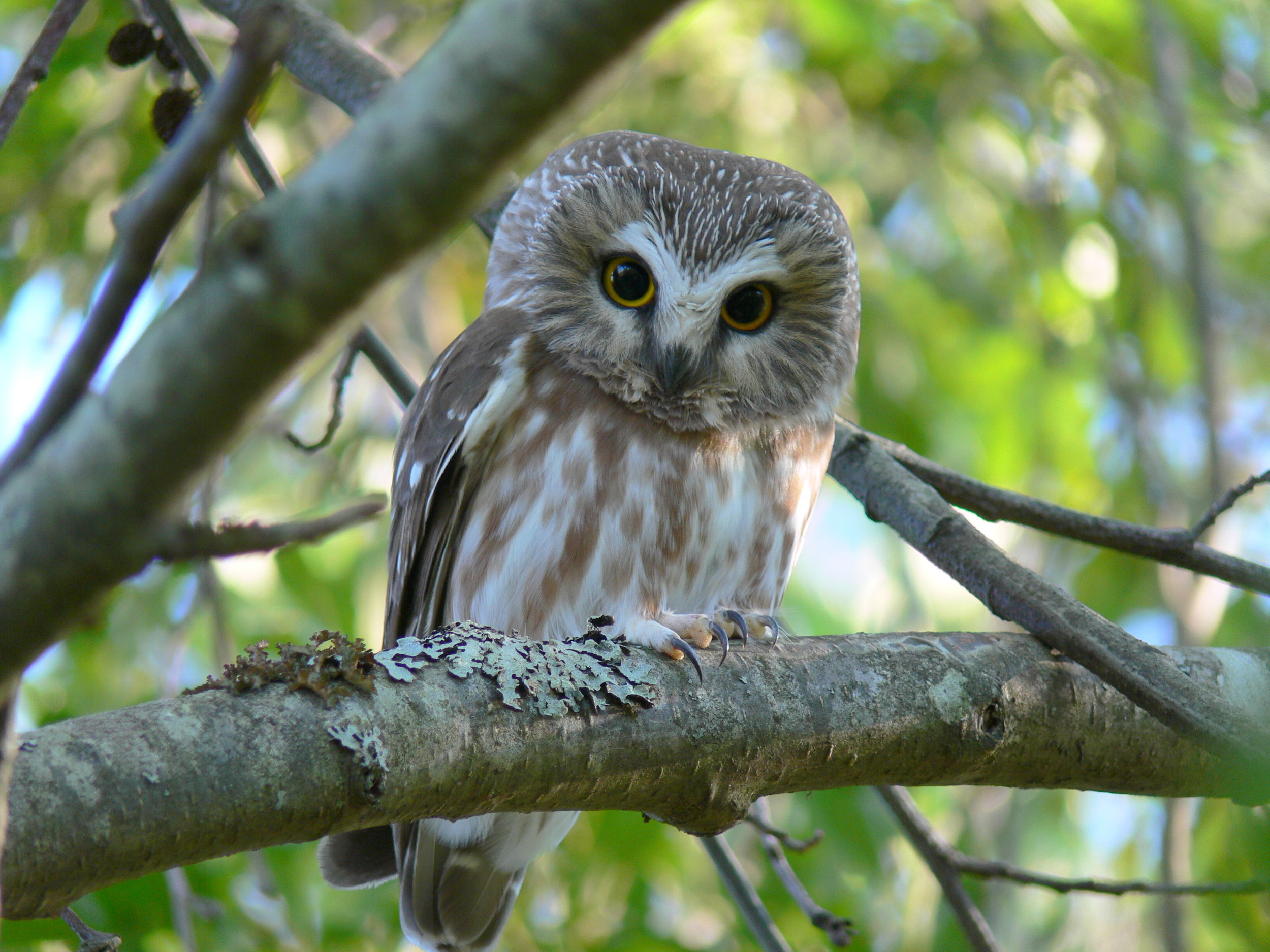 northern saw whet owl - Doris May.jpg