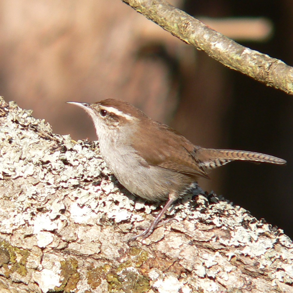 House Wren by Doris May