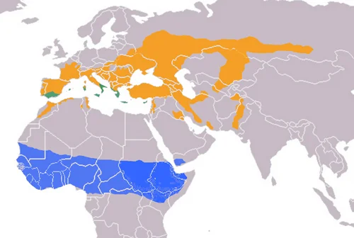 Eurasian Scops Owl Range