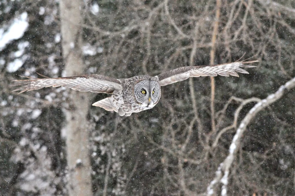 Great Gray Owl by Betty Fisher