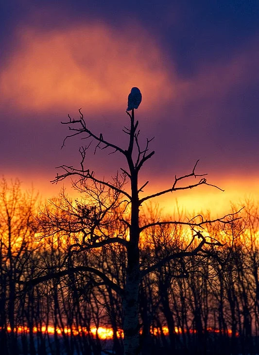 Snowy Owl in the suunset by Gerald Romanchuk.
