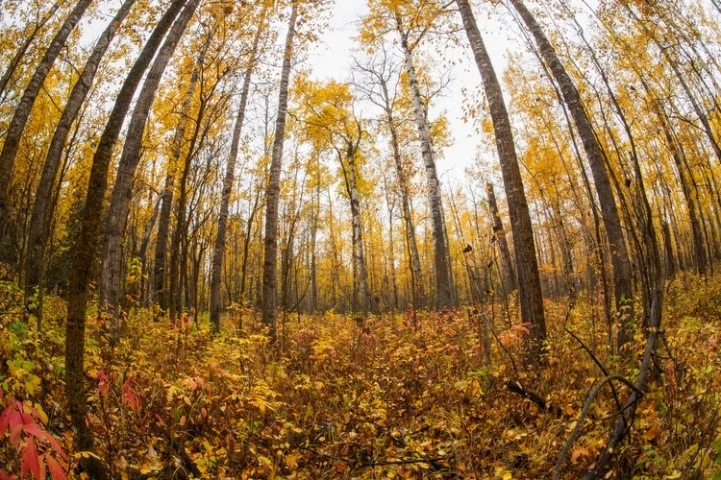 (Located north of Morinville near Manawan Lake)