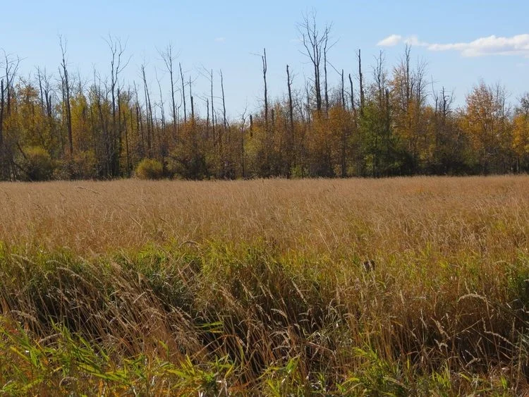 (Located in Strathcona County near Cooking Lake)