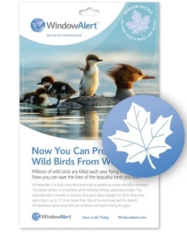 (Source: windowalert.com)