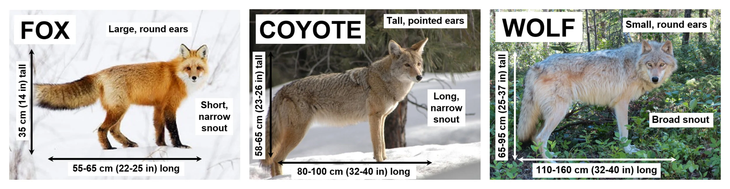 Fox: Gerald Romanchuk, Coyote: Public Domain, Wolf: Stephanie Weizenbach, Source for Measurements: Animal Tracks of Alberta 