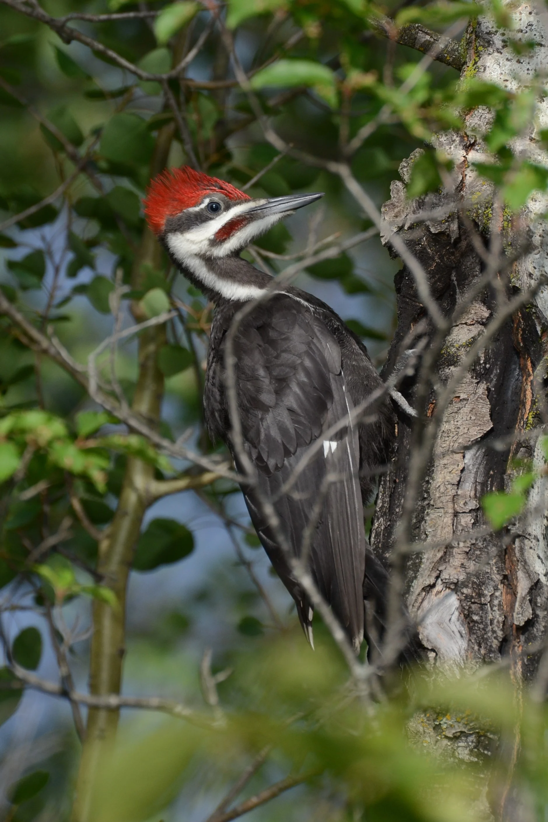 Pileated Woodpecker – Example of a Primary Cavity Nester, Photo by Glenn Eckert