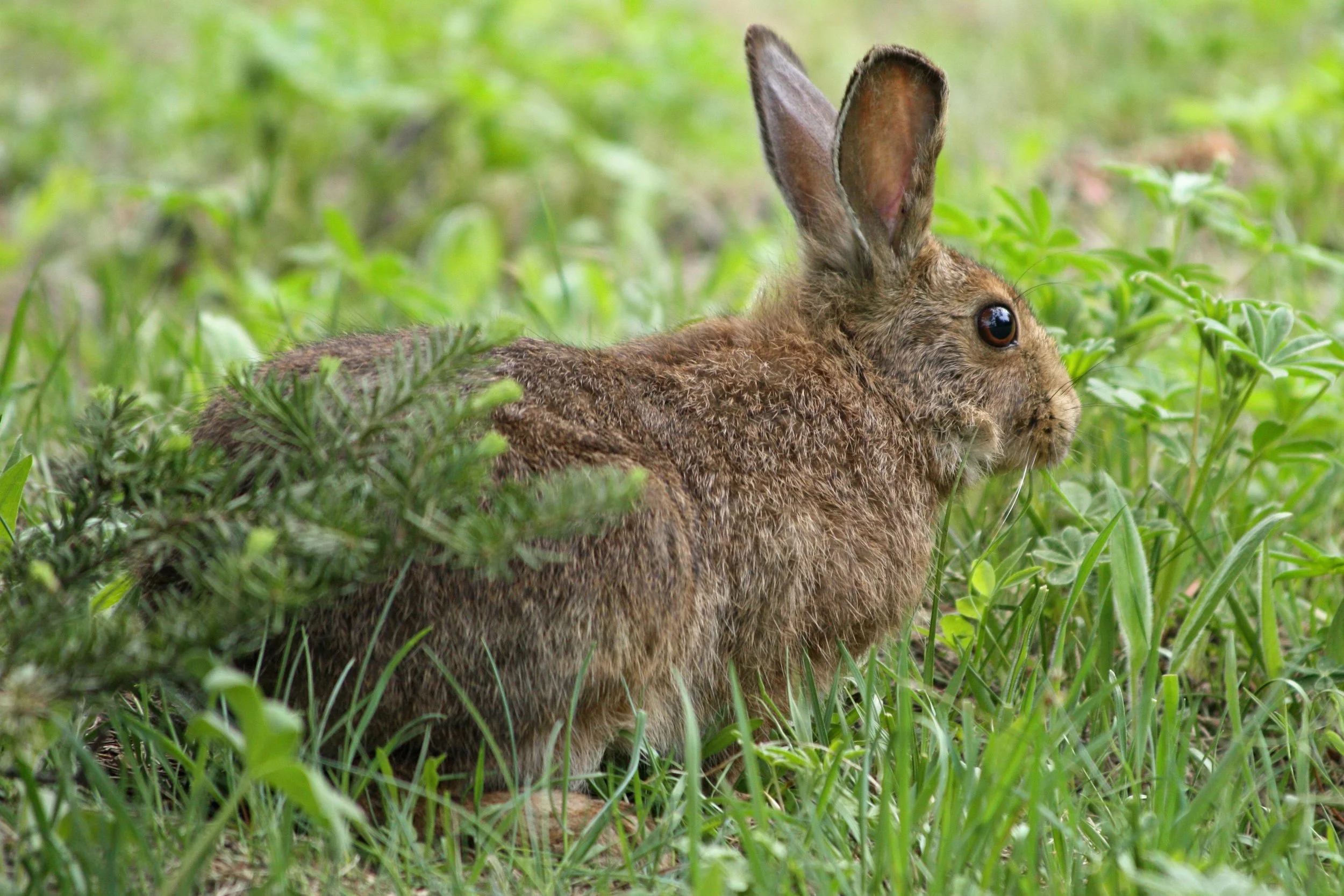 Snowshoe hare's summer colours , Photo by Walter Siegmund, derivative work, CC BY-SA 3.0