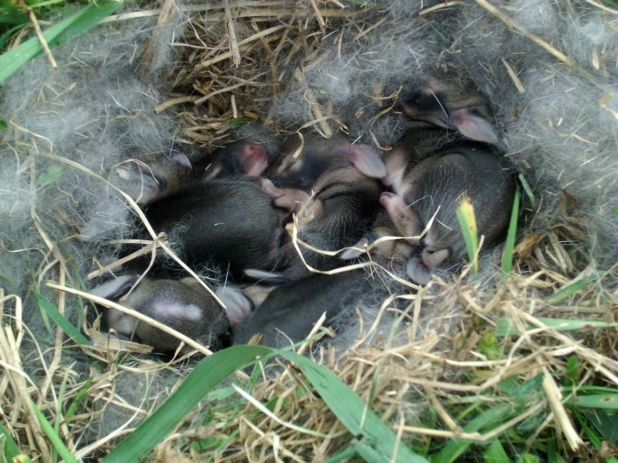Cottontail Rabbit Nest , Photo by Jhansonxi - Own work, CC BY-SA 3.0