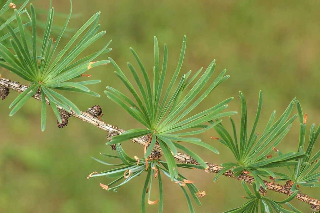 Tamarack branch, Photo by Derek Ramsey, Self-photographed, GFDL 1.2