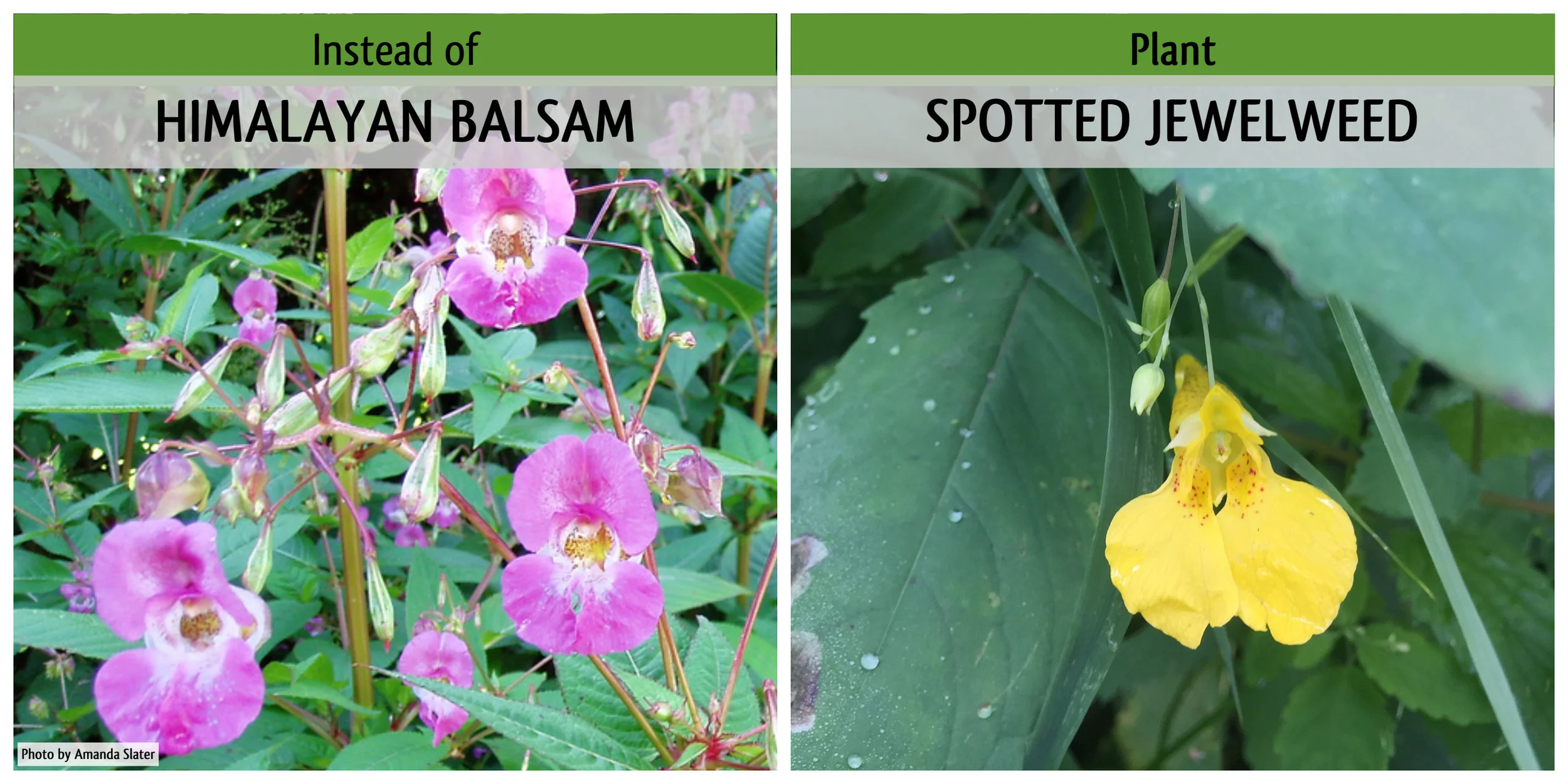 HimalayanVsJewelweed.jpg