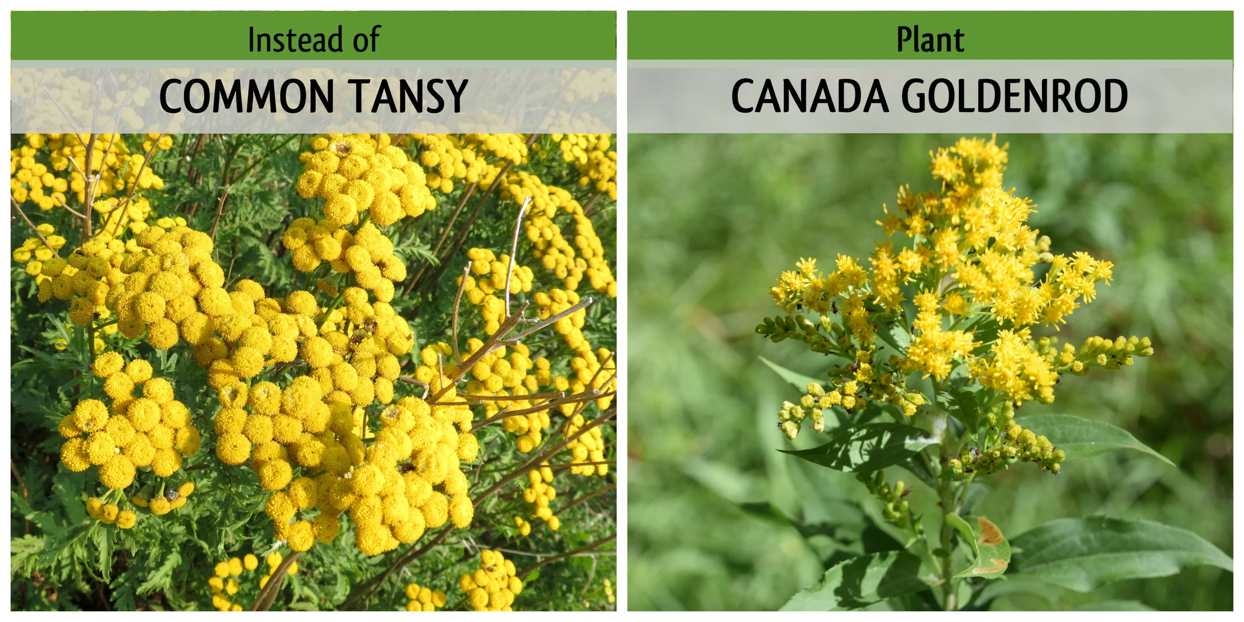 TansyVsGoldenrod.jpg