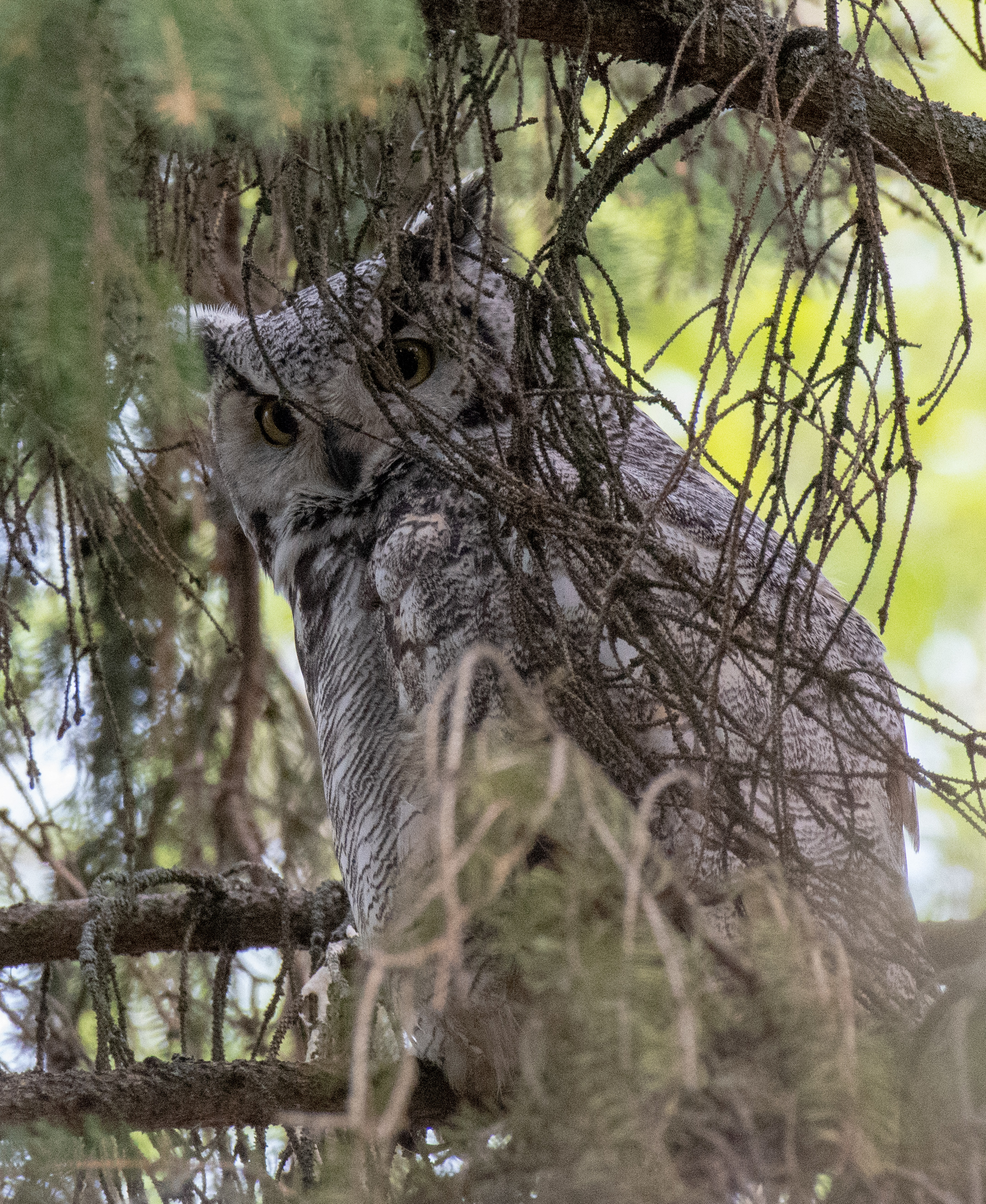 Great Horned Owl at Bunchberry Meadows by Doug Knight