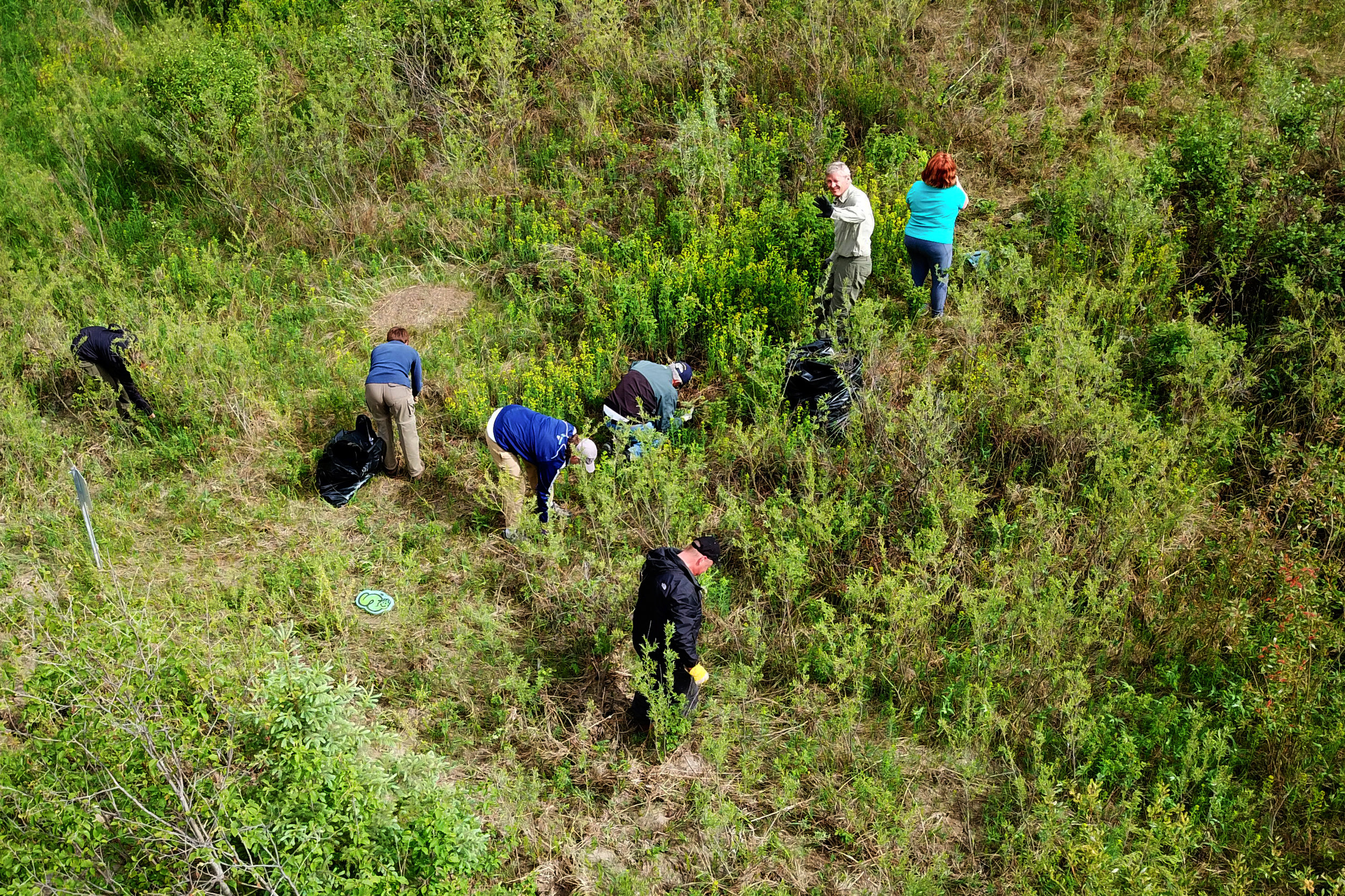 Volunteers removing invasive Leafy Spurge from Larch Sanctuary by Norm Legault