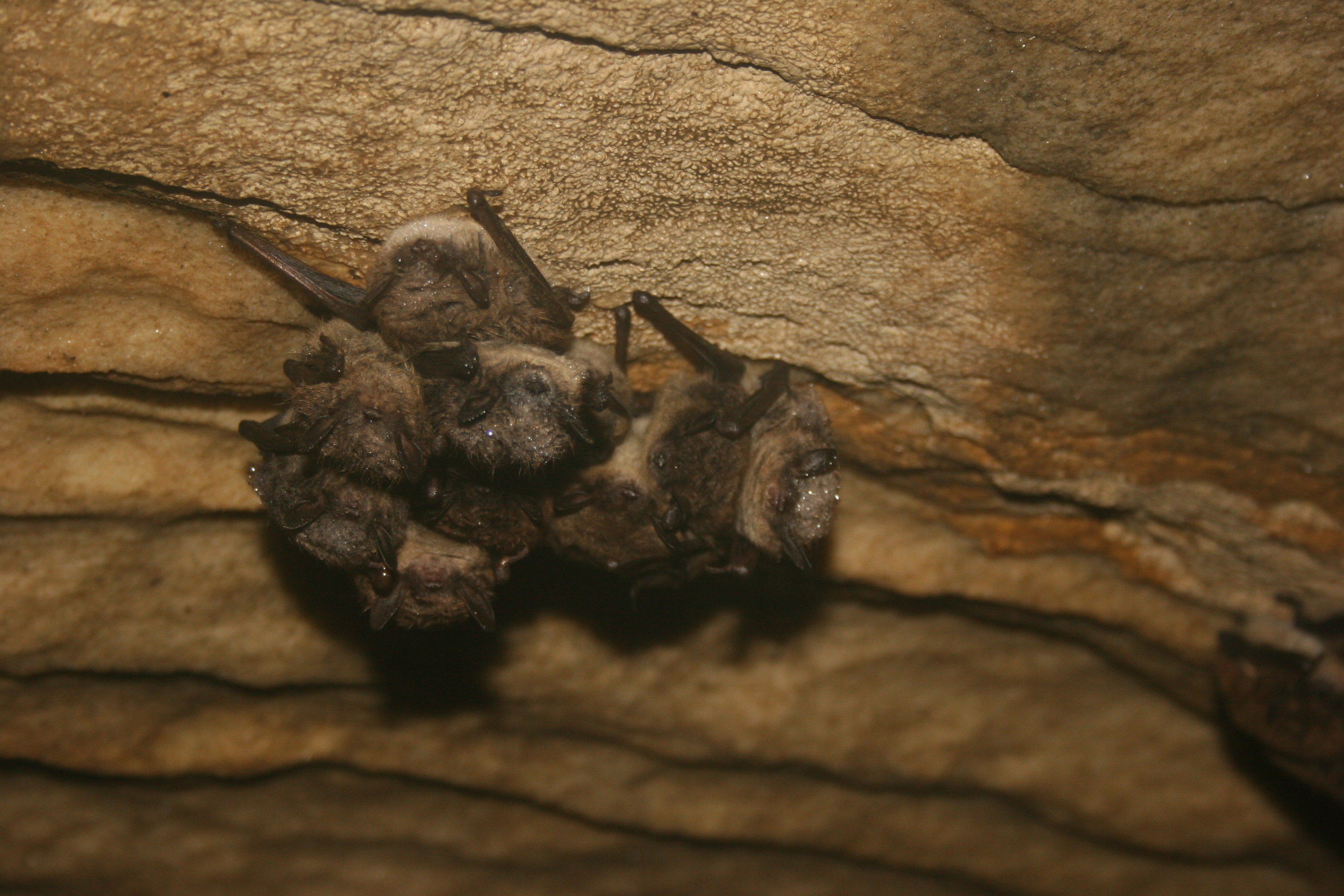 litte brown bat cluster USFWS CC 2.0.jpg