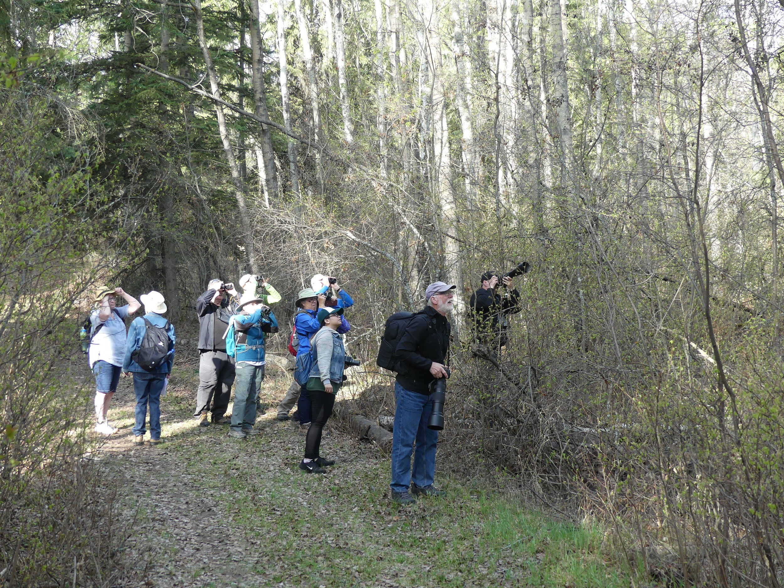 Birdwatching at Bunchberry Meadows