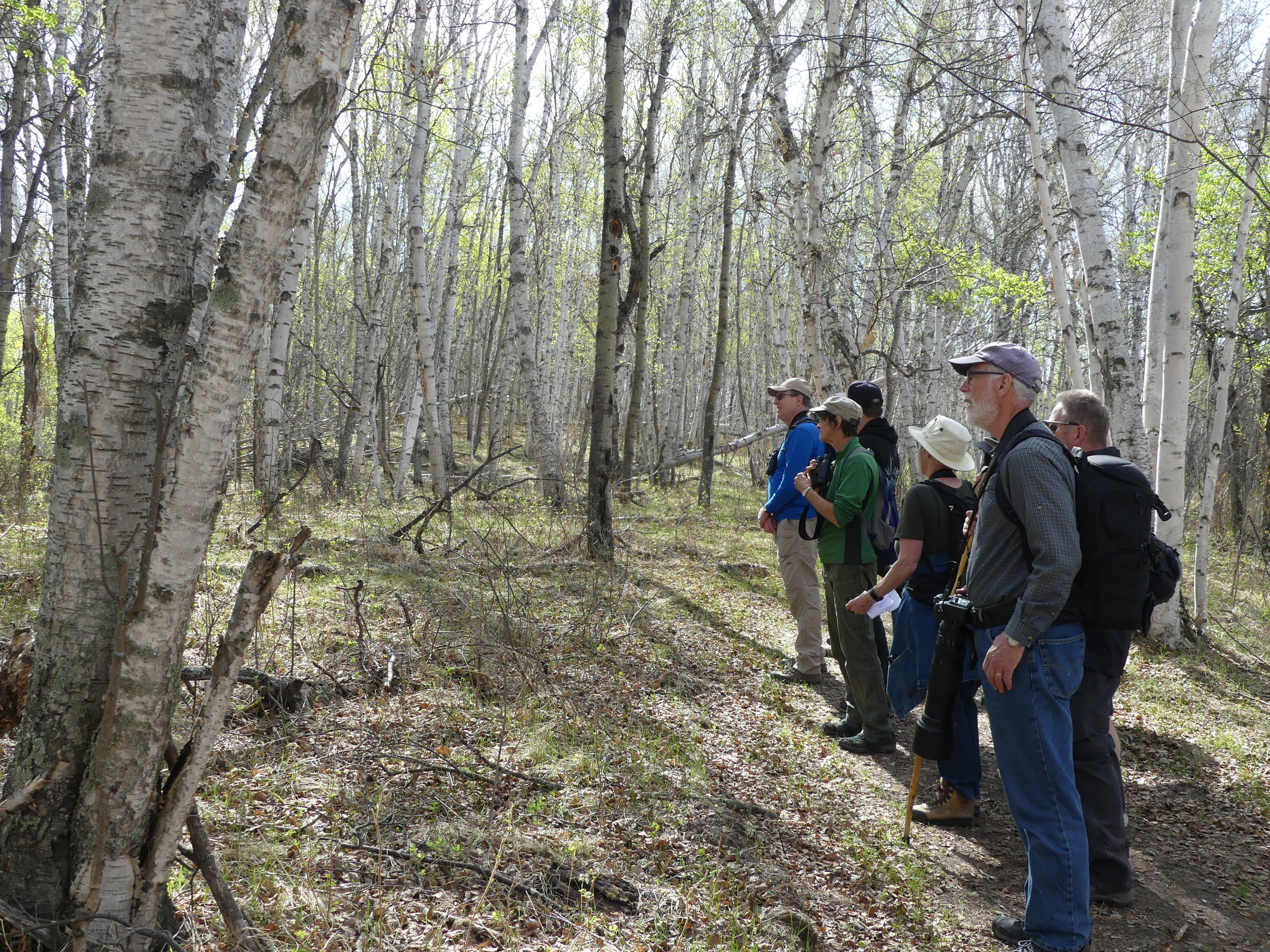 Birdwatching at Bunchberry Meadows