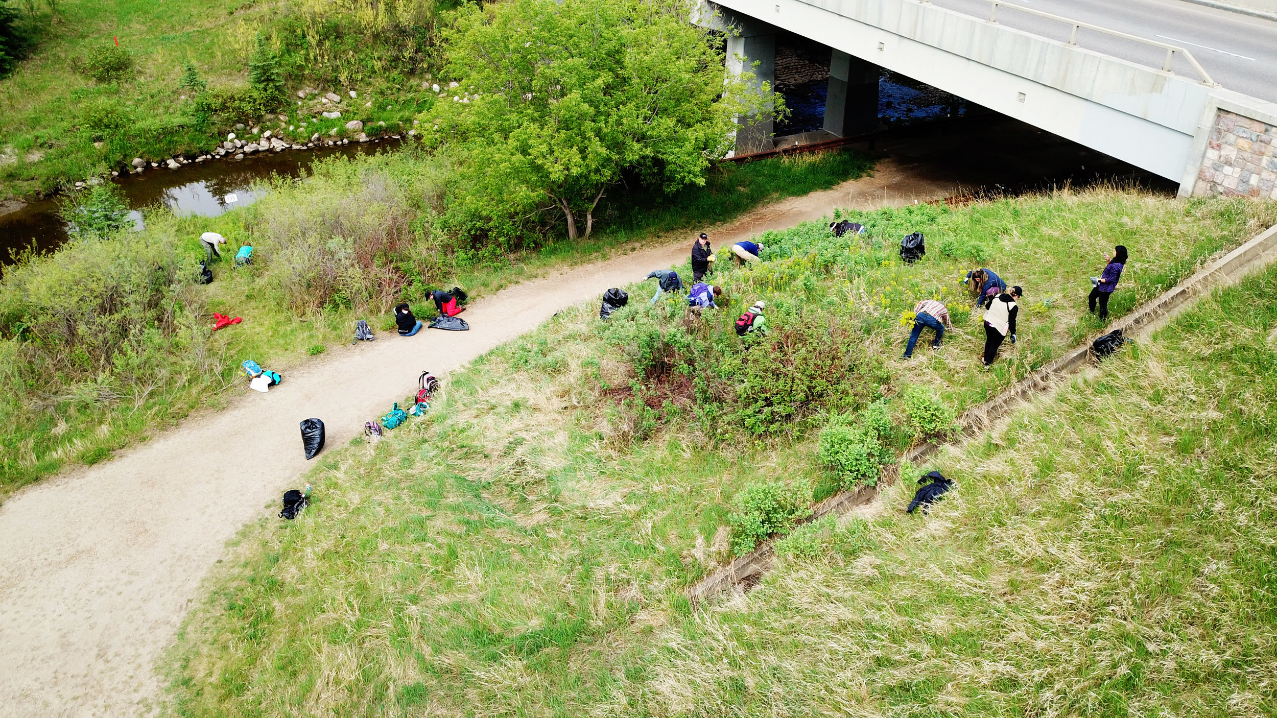 Volunteers removing invasive Leafy Spurge from Larch Sanctuary by Norm Legault