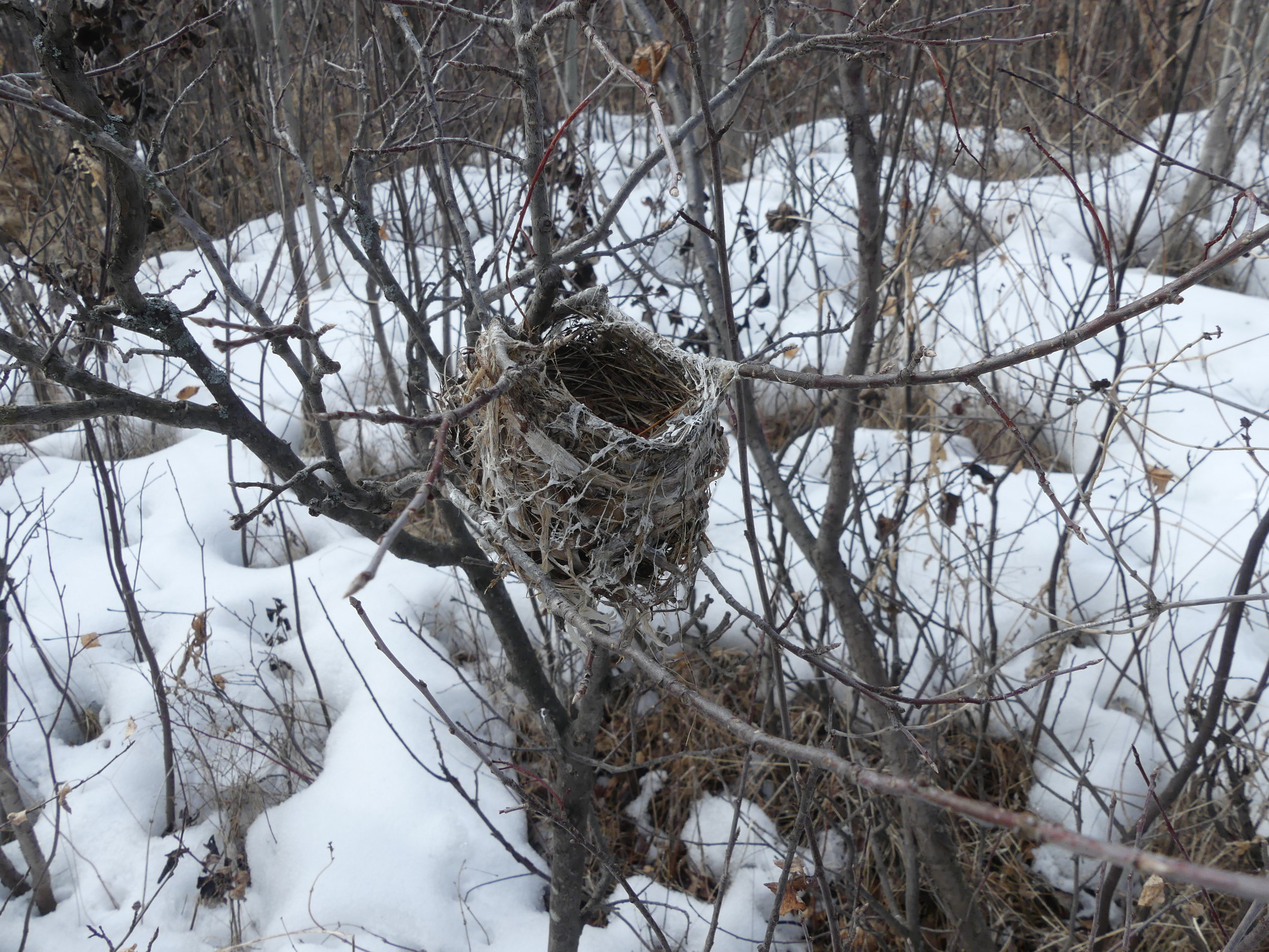 An old Warbling Vireo nest was found by volunteers at Pipestone Creek
