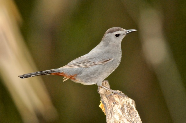 Gray Catbirds were heard and seen at the Lu Carbyn nature walks. Photo by Betty Fisher.
