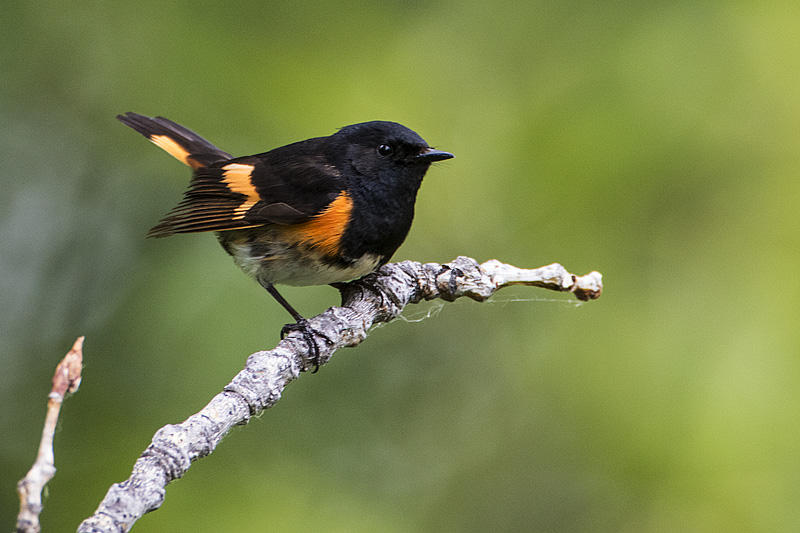 American Redstarts were heard and/or seen at the Lu Carbyn nature walks. Photo by Gerald Romanchuk