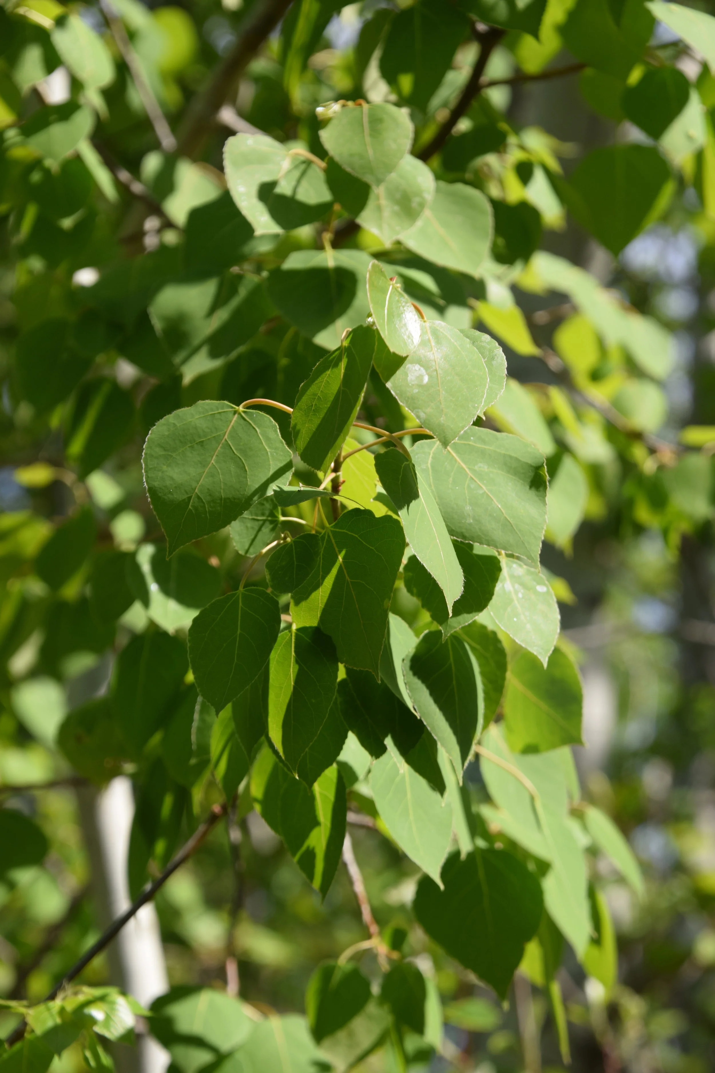 Aspen Poplar — Edmonton & Area Land Trust