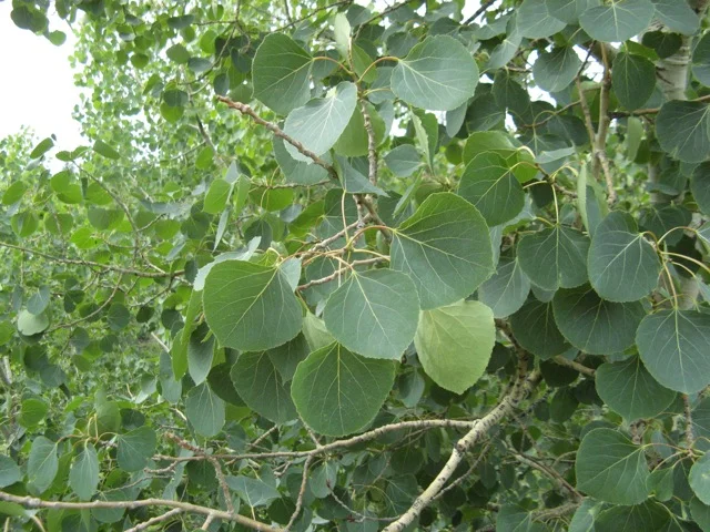 Aspen Poplar
